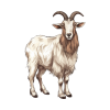 Goat