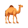 Camel